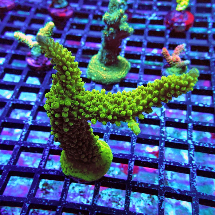 Acro Frag Aquaculture