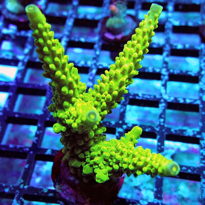 Acro Frag Aquaculture