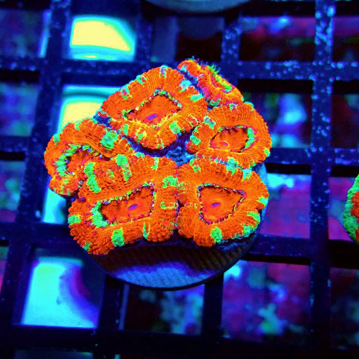 Acan Lord Coral Frag