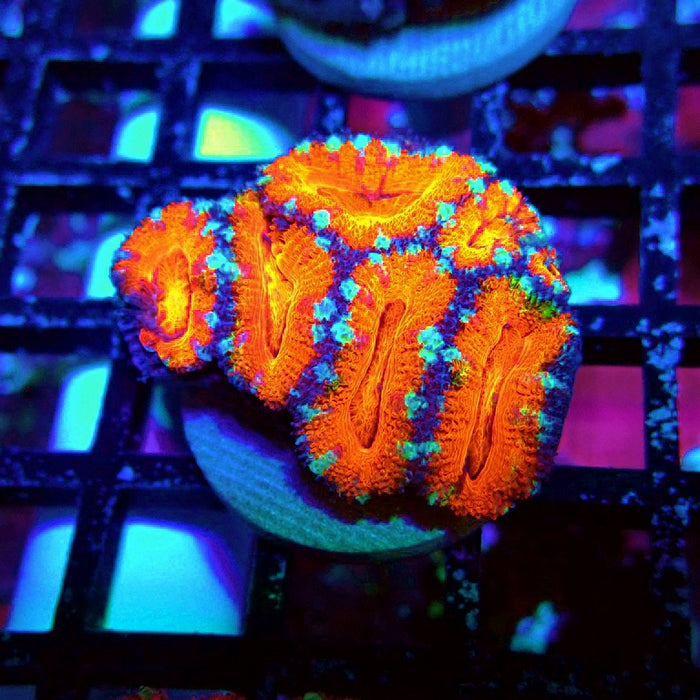 Acan Lord Coral Frag