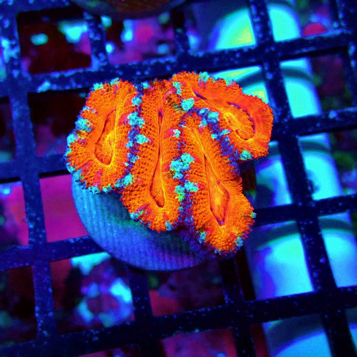 Acan Lord Coral Frag