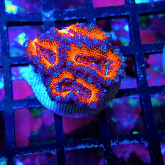 Acan Lord Coral Frag