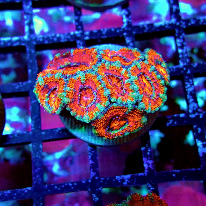 Acan Lord Coral Frag