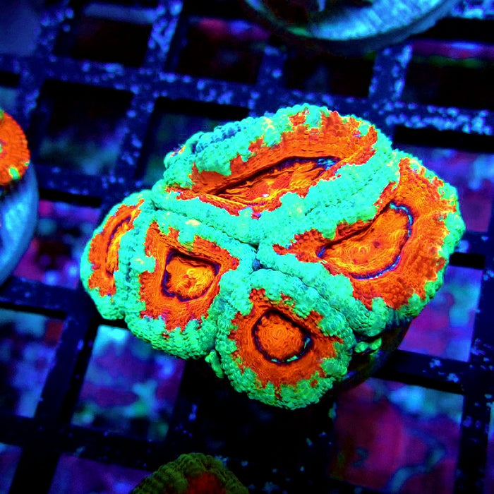Acan Lord Coral Frag