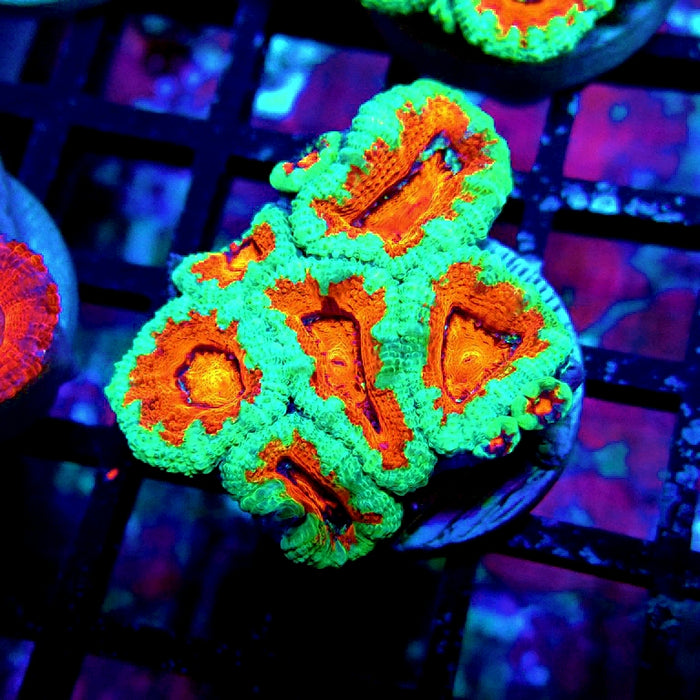 Acan Lord Coral Frag