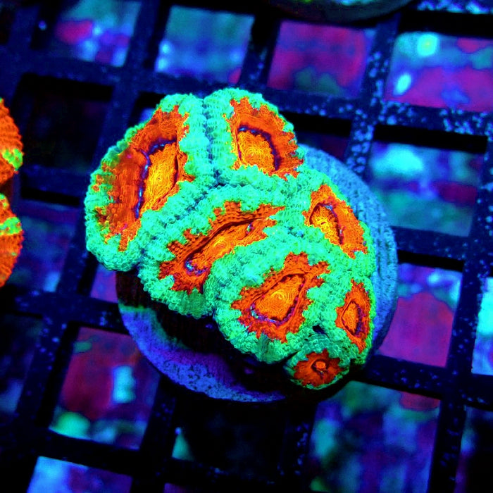 Acan Lord Coral Frag