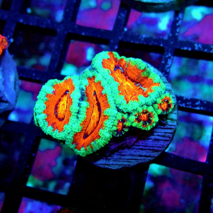 Acan Lord Coral Frag