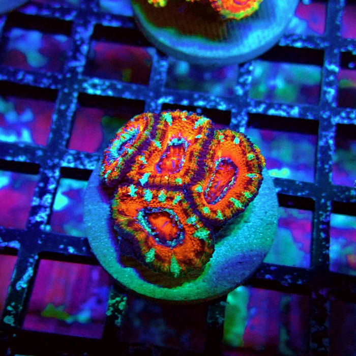 Acan Lord Coral Frag