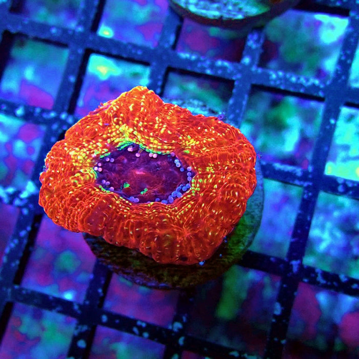 Acan Bowerbanki Coral Frag