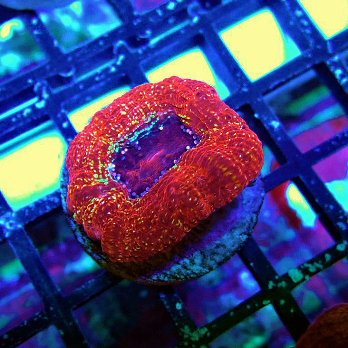 Acan Bowerbanki Coral Frag