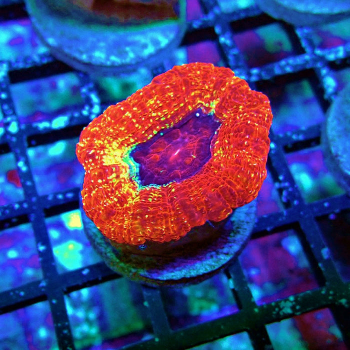Acan Bowerbanki Coral Frag