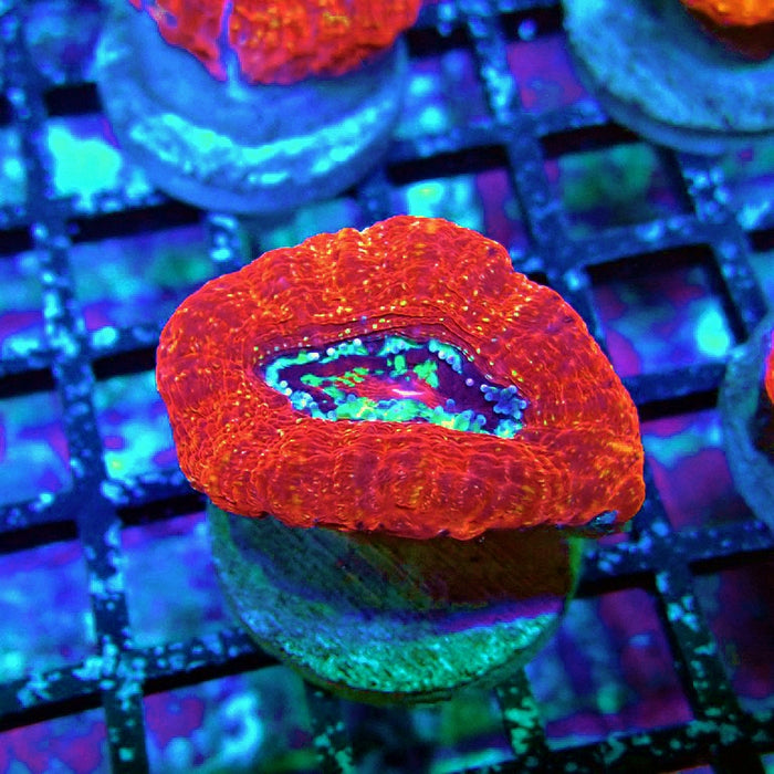 Acan Bowerbanki Coral Frag