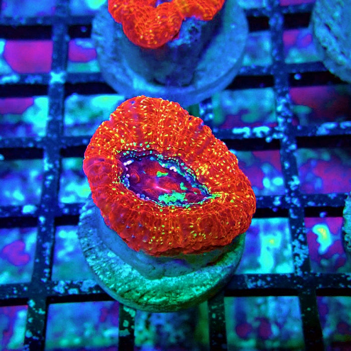 Acan Bowerbanki Coral Frag