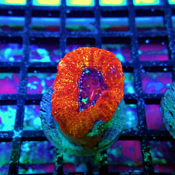 Acan Bowerbanki Coral Frag