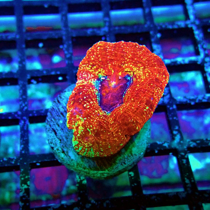 Acan Bowerbanki Coral Frag