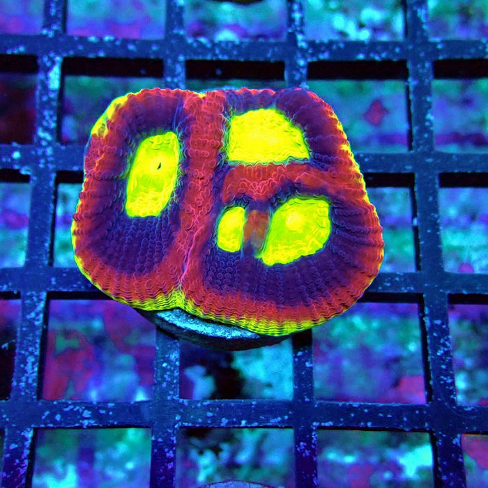 Dragon Soul Favia Coral Frag