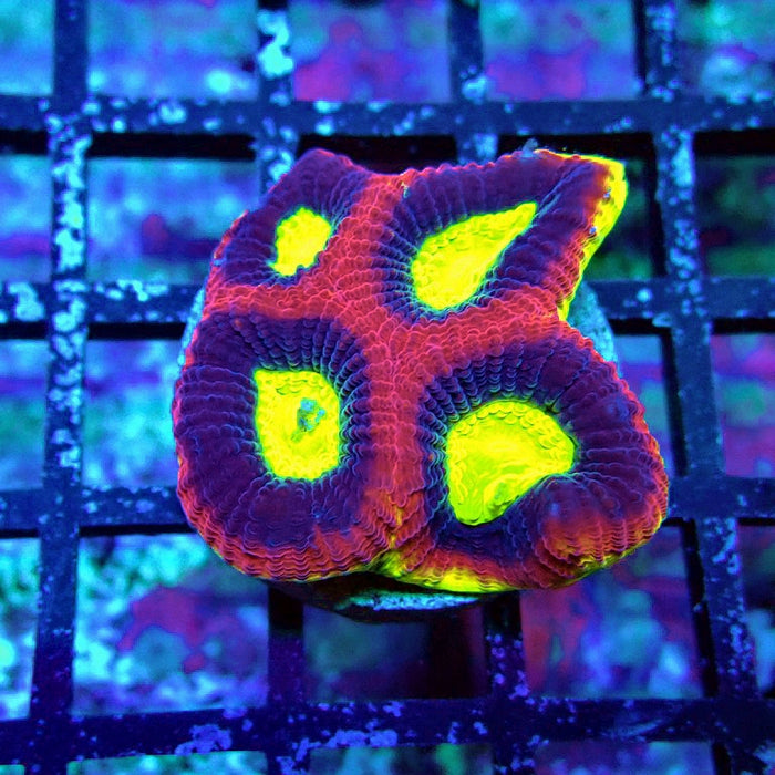 Dragon Soul Favia Coral Frag