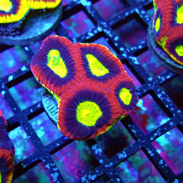 Dragon Soul Favia Coral Frag