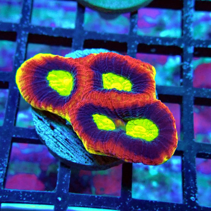 Dragon Soul Favia Coral Frag