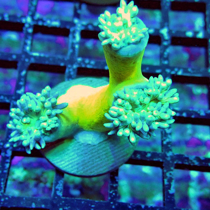 Duncan Coral Frag