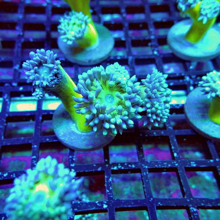 Duncan Coral Frag