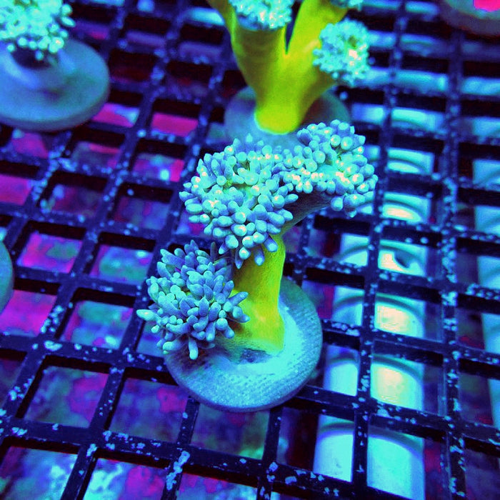 Duncan Coral Frag