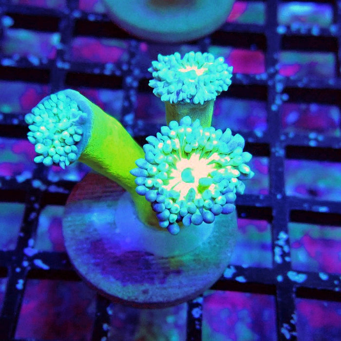 Duncan Coral Frag
