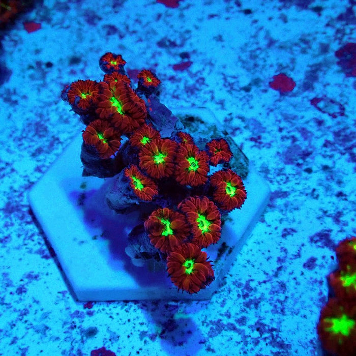 Blastomussa Merletti Ultra Mini Colony