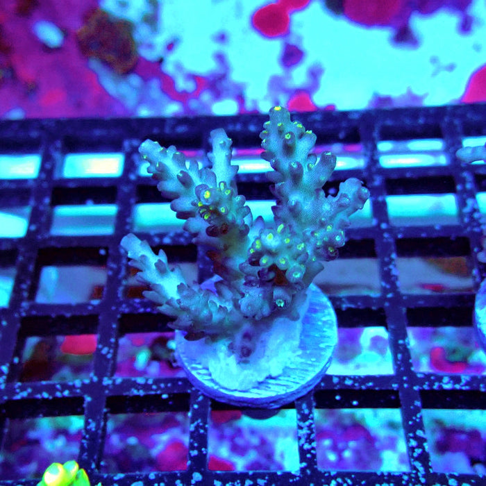 Acro Frag Ausse