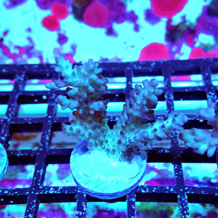 Acro Frag Ausse