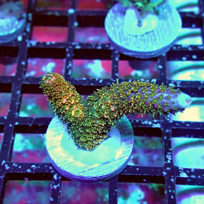 REx Golden Stallion Stag Acro