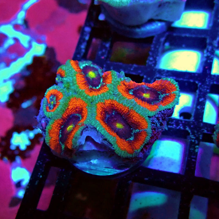 Acan Lord Coral Frag Ultra (2)