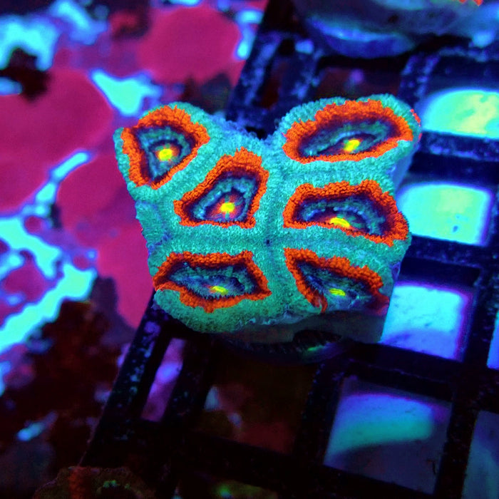 Acan Lord Coral Frag (4)