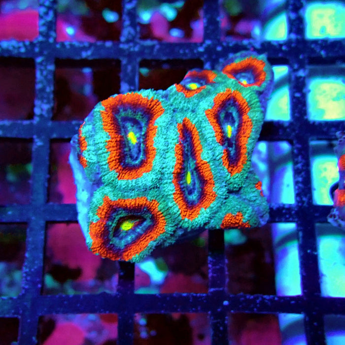 Acan Lord Coral Frag (4)