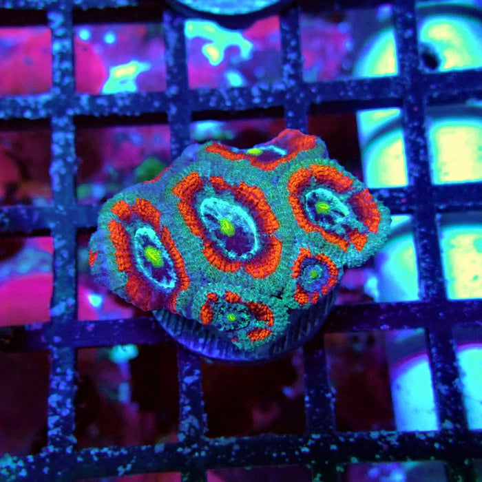 Acan Lord Coral Frag (4)