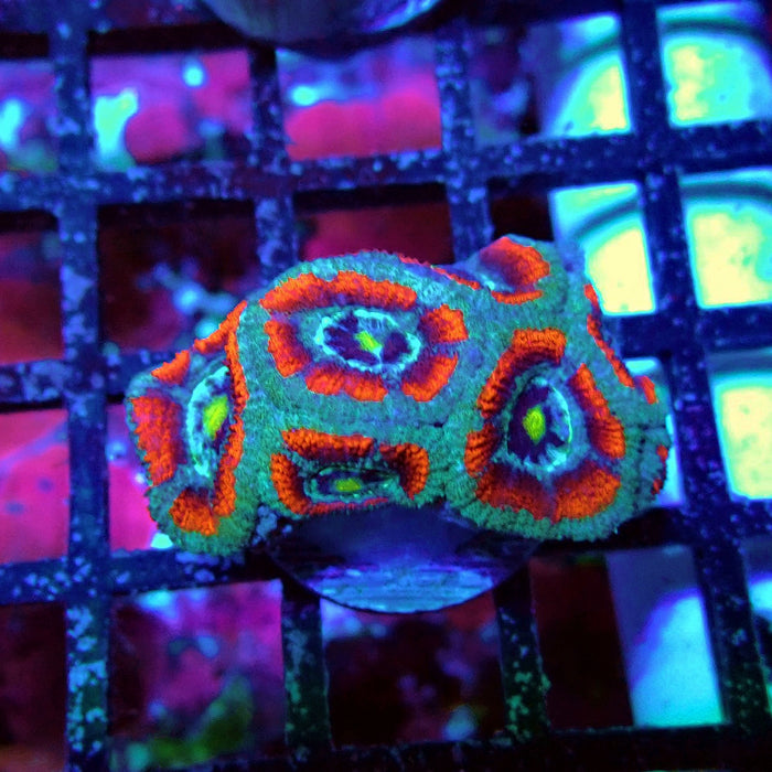 Acan Lord Coral Frag (4)