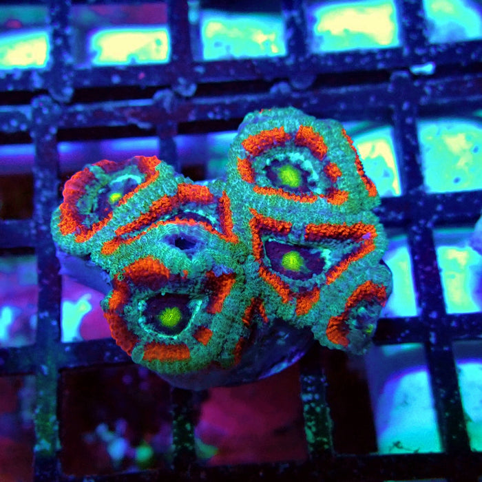 Acan Lord Coral Frag (4)