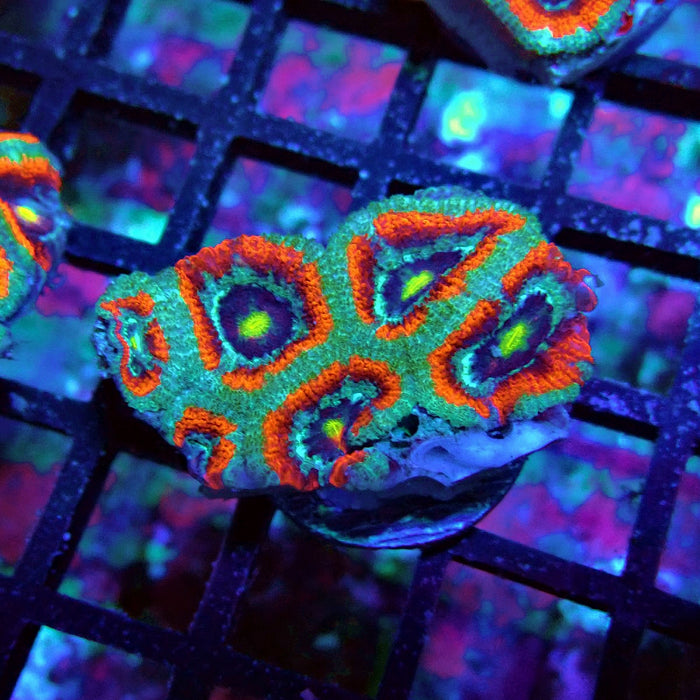 Acan Lord Coral Frag Ultra (2)