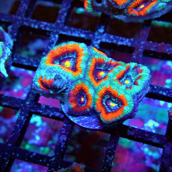 Acan Lord Coral Frag Ultra (2)