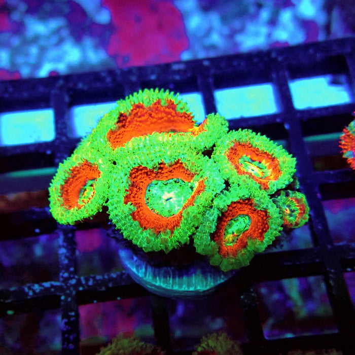 Acan Lord Coral Frag Ultra (1)