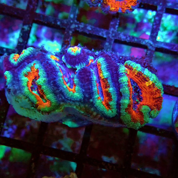 Acan Lord Coral Frag (8)