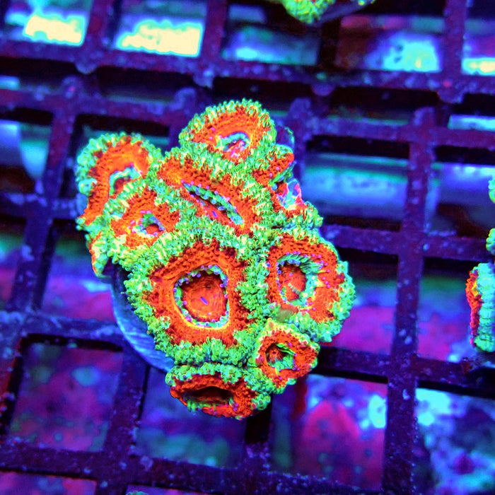 Acan Lord Coral Frag (9)