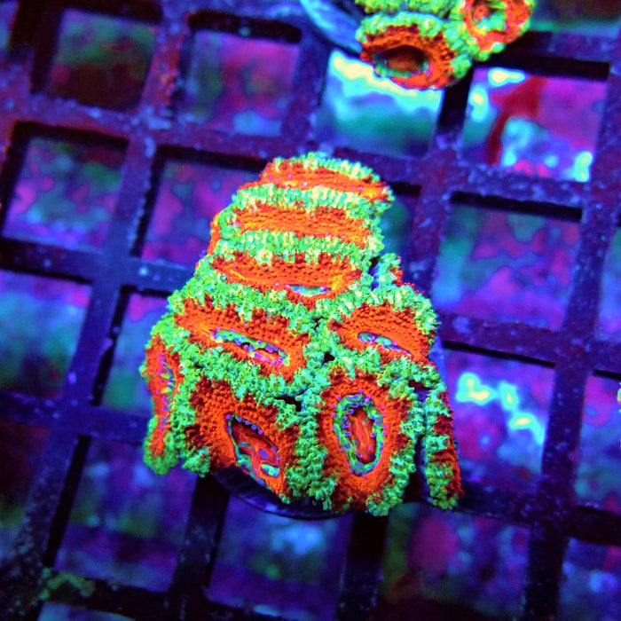 Acan Lord Coral Frag (9)
