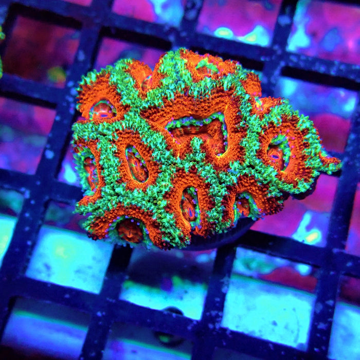 Acan Lord Coral Frag (9)