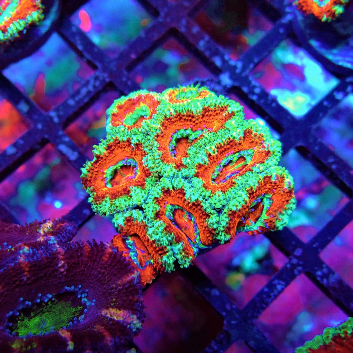 Acan Lord Coral Frag (9)