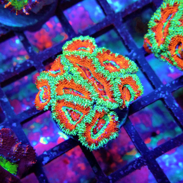 Acan Lord Coral Frag (9)