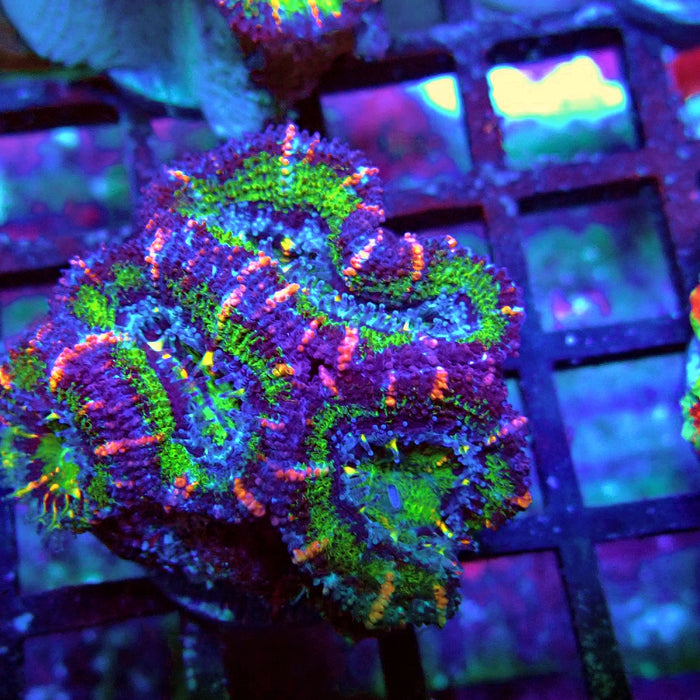 Acan Lord Coral Frag Ultra (11)