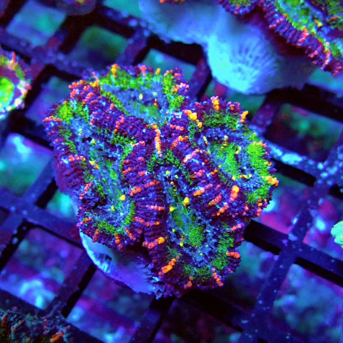 Acan Lord Coral Frag Ultra (11)