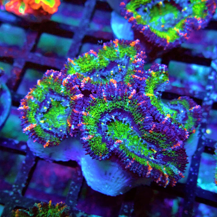 Acan Lord Coral Frag Ultra (11)