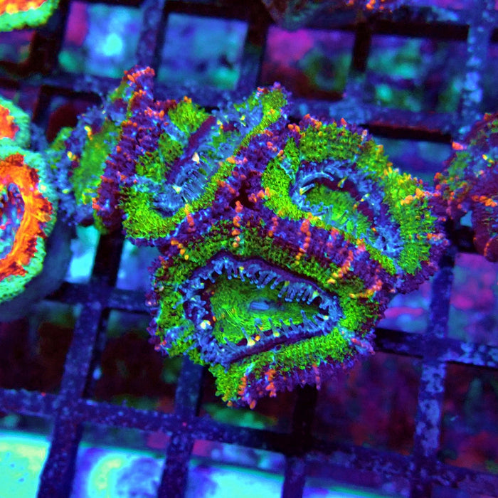 Acan Lord Coral Frag Ultra (11)